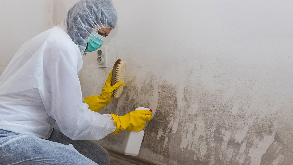 What is Included in Mold Remediation?