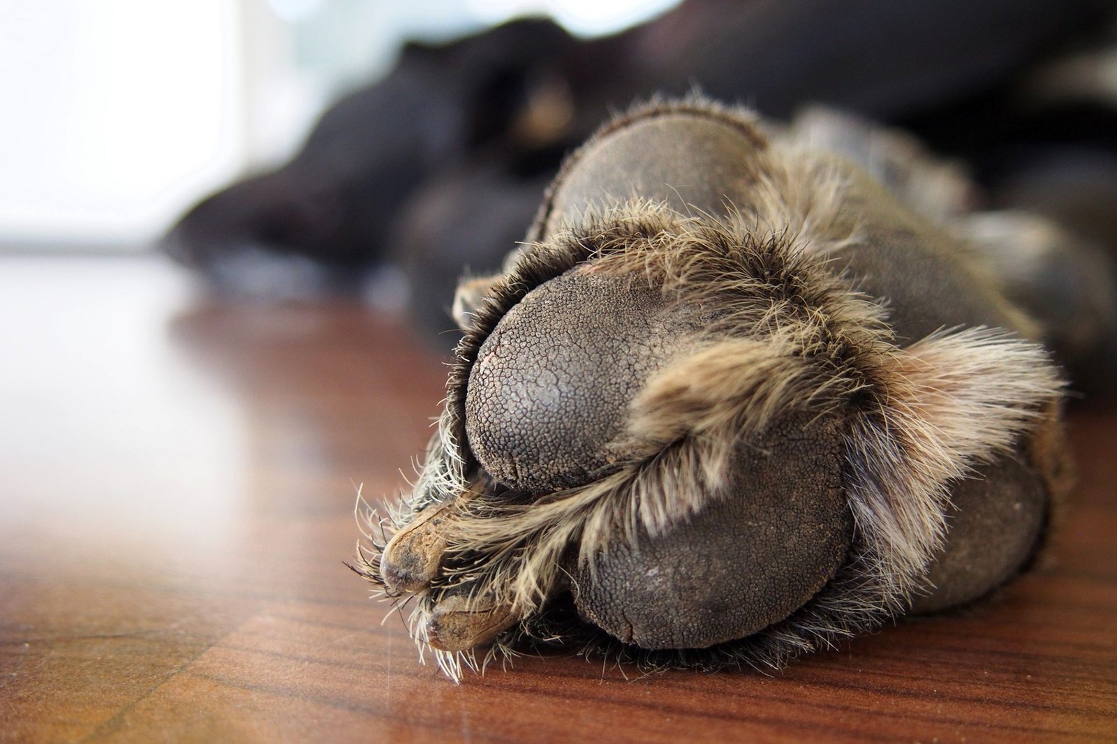 frostbite in dogs