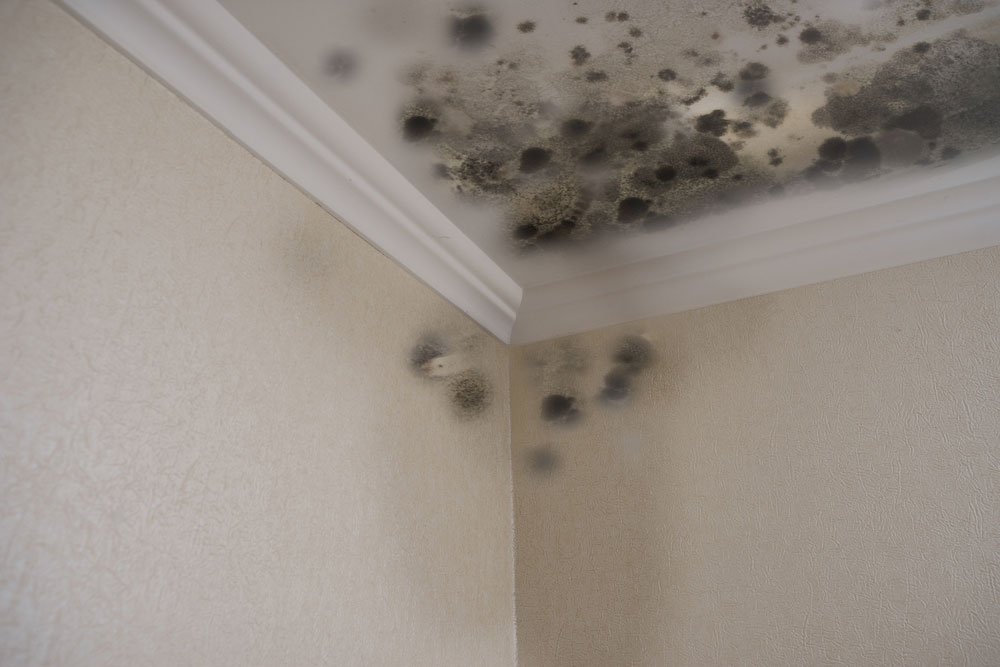 Can You Save a House Full of Mold?