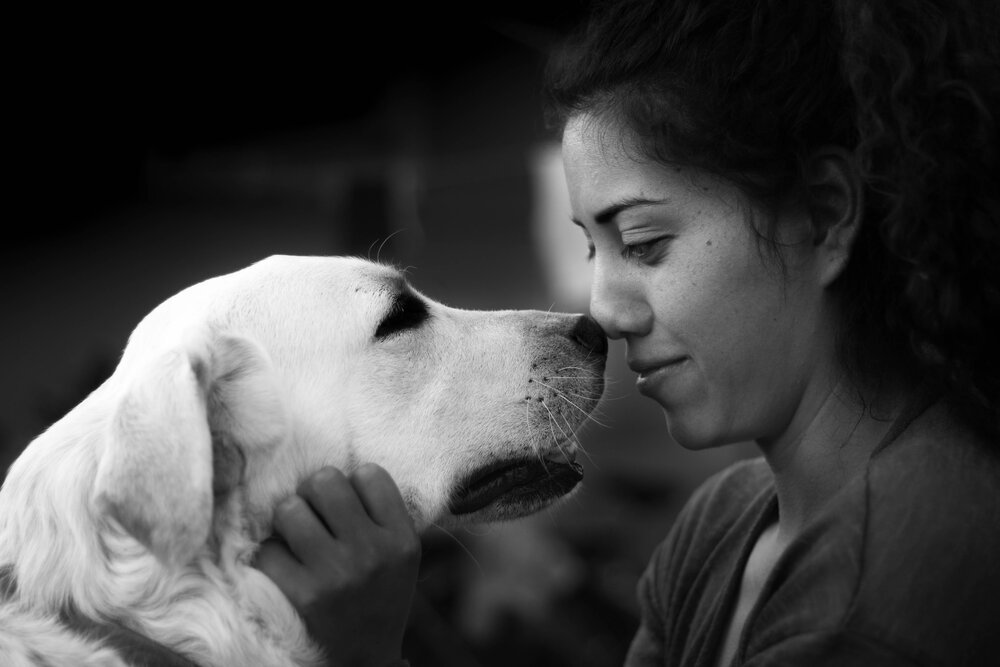 Does ReadiVet Nashville Offer at Home Euthanasia Services?