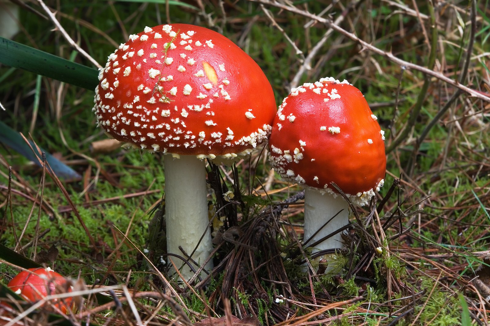Amanita Muscaria