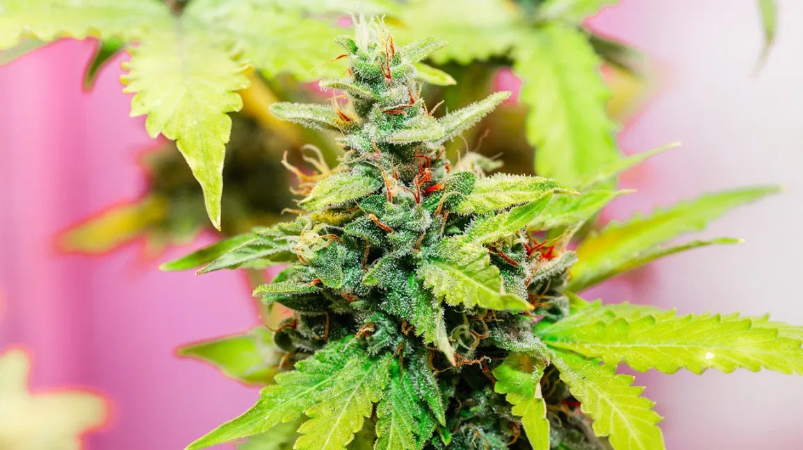 What Exactly Is A Marijuana Dispensary?